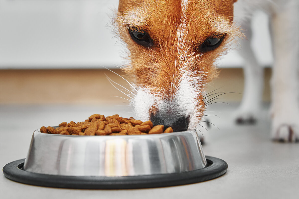 Голодная собачка. Еда для собак. Собака ест сухой корм. Dog food Bowl. Собака ест борщ.