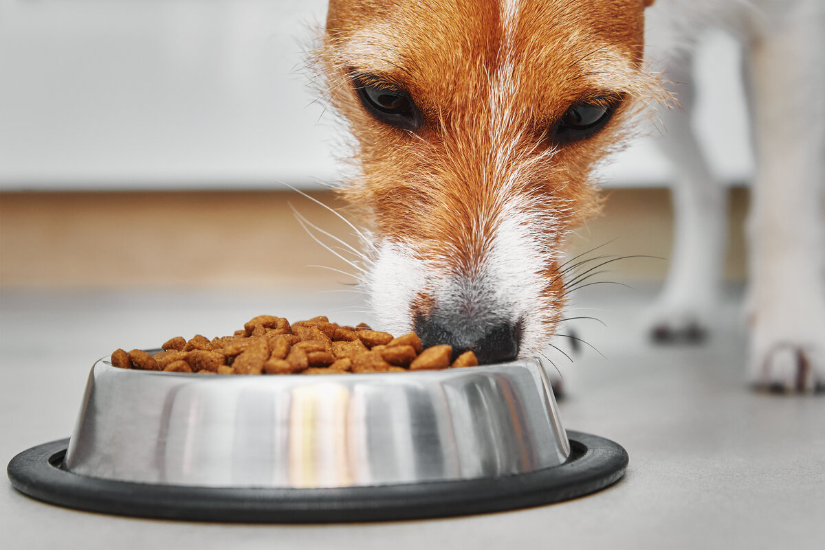 Еда для собак. Собака ест сухой корм. Dog food Bowl. Собака ест борщ. Голодная собачка