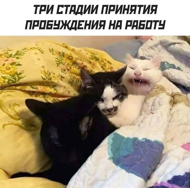 смешные картинки про андрея и наташу. ленин if i ignore it. локально мем. шутки про коллоквиум. что значит локальный мем.