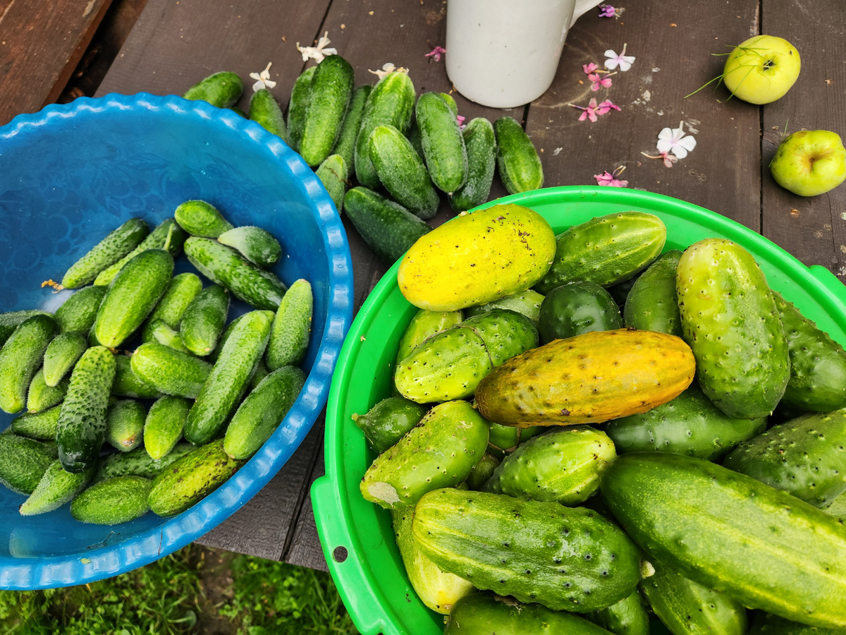 гномики слева