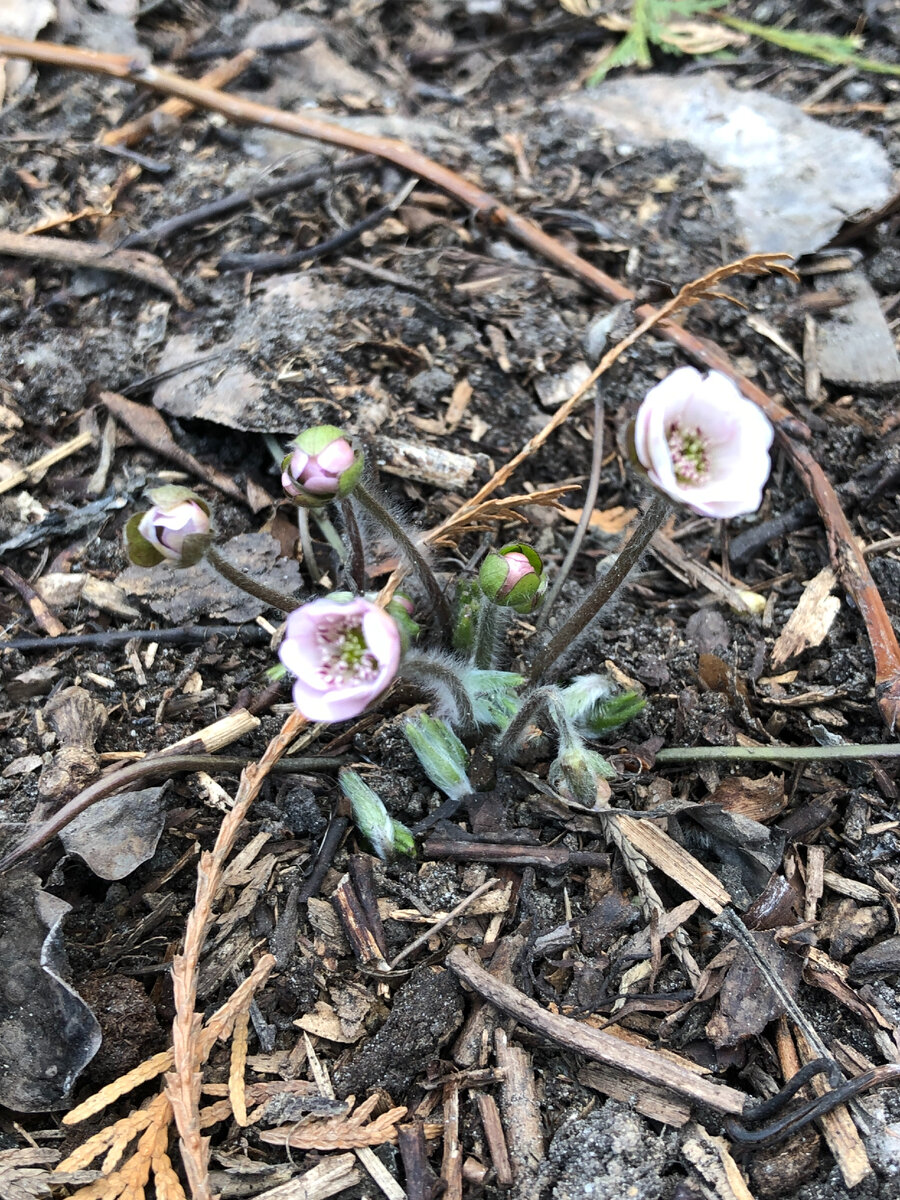 Печёночница благородная