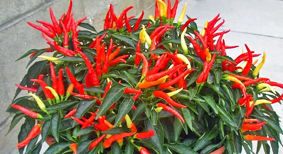 Головка лука. Лук медуза. Лук медуза. Сорта лука с тонкой шейкой. Christophii аллиум.