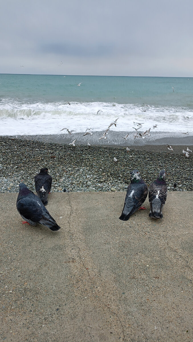 Голубь видит на 360 градусов. Увидевший голубя. Как голубь видит человека. Как видят голуби наш мир фото. Как голубь видит человека.