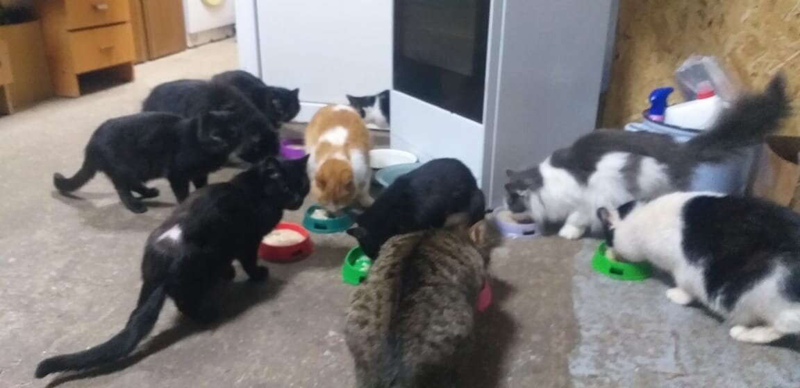 бездомные кошки. фелинотерапия. кошки целители. помощь кошек людям. кормление бездомных кошек.