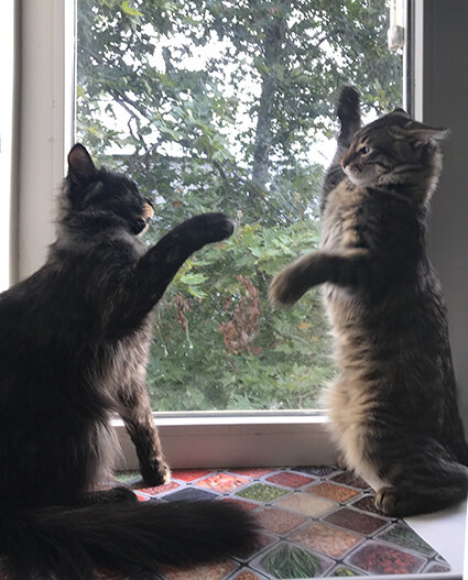 много котов в квартире. много котов в квартире. живой кот дома. домики для кошек картинки. домашние кошки.