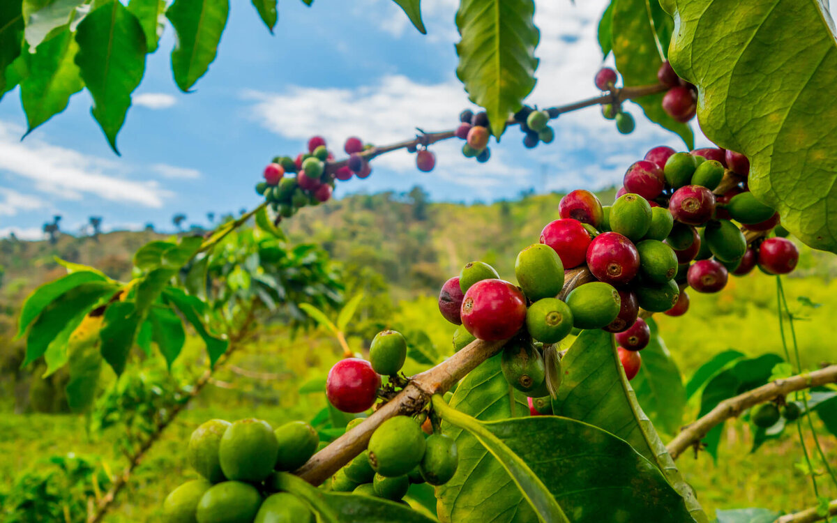 Кофейные ягоды Колумбии