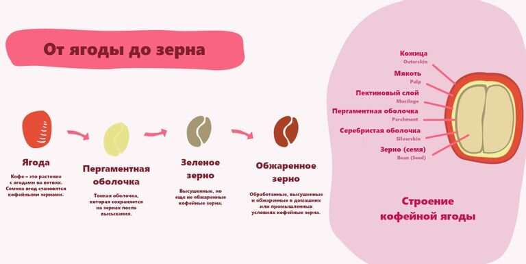 Эволюция ягоды