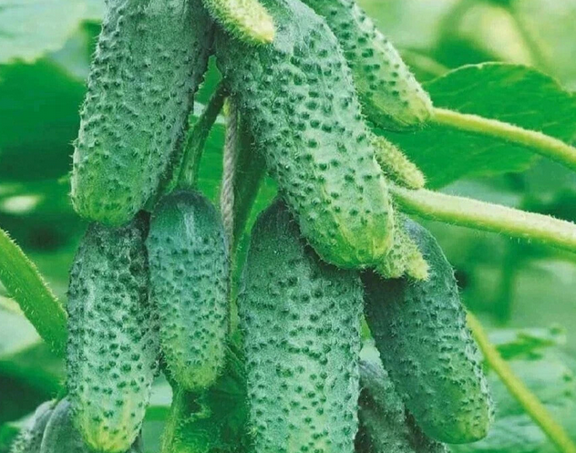 Огурец квирк f1. Огурцы для подмосковья лучшие сорта. Огурцы для подмосковья лучшие сорта. Огурец деликатесный. Огурец корнишон дебют f1.