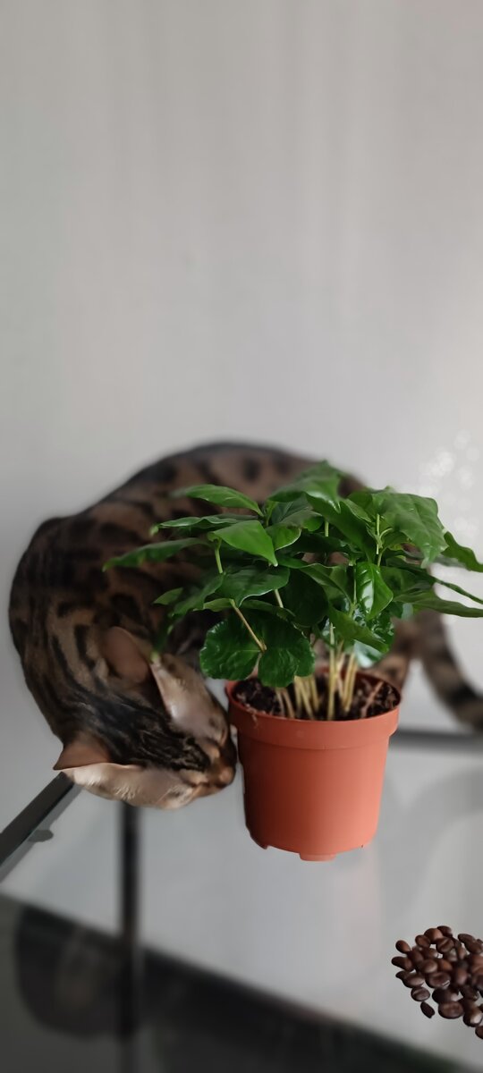 Как вырастить растение из листа. Замиокулькас черенкование. Черенкование фиалки листом. Узамбарская фиалка размножается. Глоксиния размножение листом.