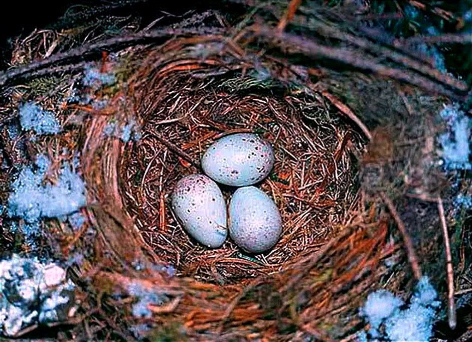 Кладка клеста - еловика. ФОТО И ИЛЛЮСТРАЦИИ ВЗЯТЫ ИЗ ОТКРЫТЫХ ИСТОЧНИКОВ И ПРИНАДЛЕЖАТ ИХ АВТОРАМ.