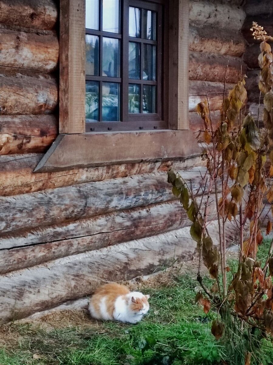 Фото автора. Рыжий пончик отдыхает