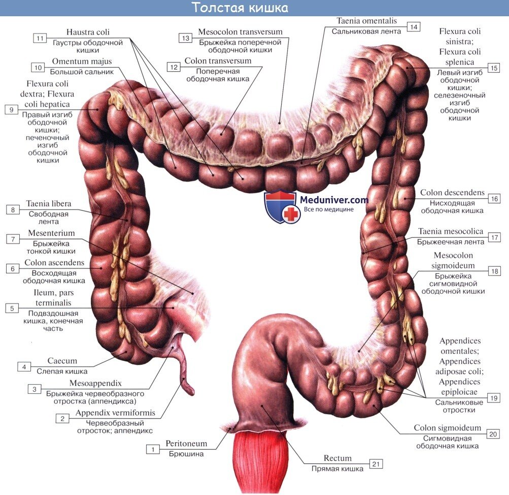 Название толстого кишечника. Кишечник сигмовидная сигмовидная кишка. Строение кишечника сигмовидная кишка. Структура поперечно ободочной кишки. Ободочная и сигмовидная кишка строение.