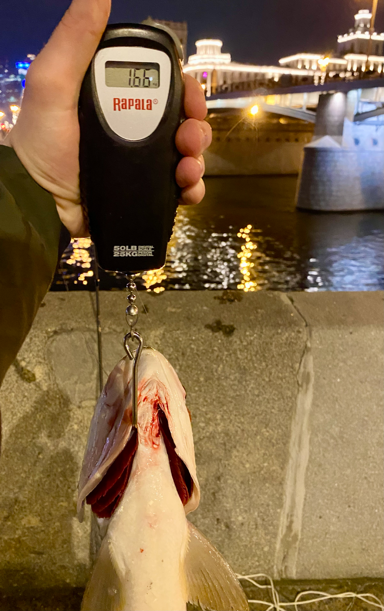 Безмен Rapala RDMS-50. Жерех пойман на Eleven Lures Gipsy Trick 3.0 в цвете LOX