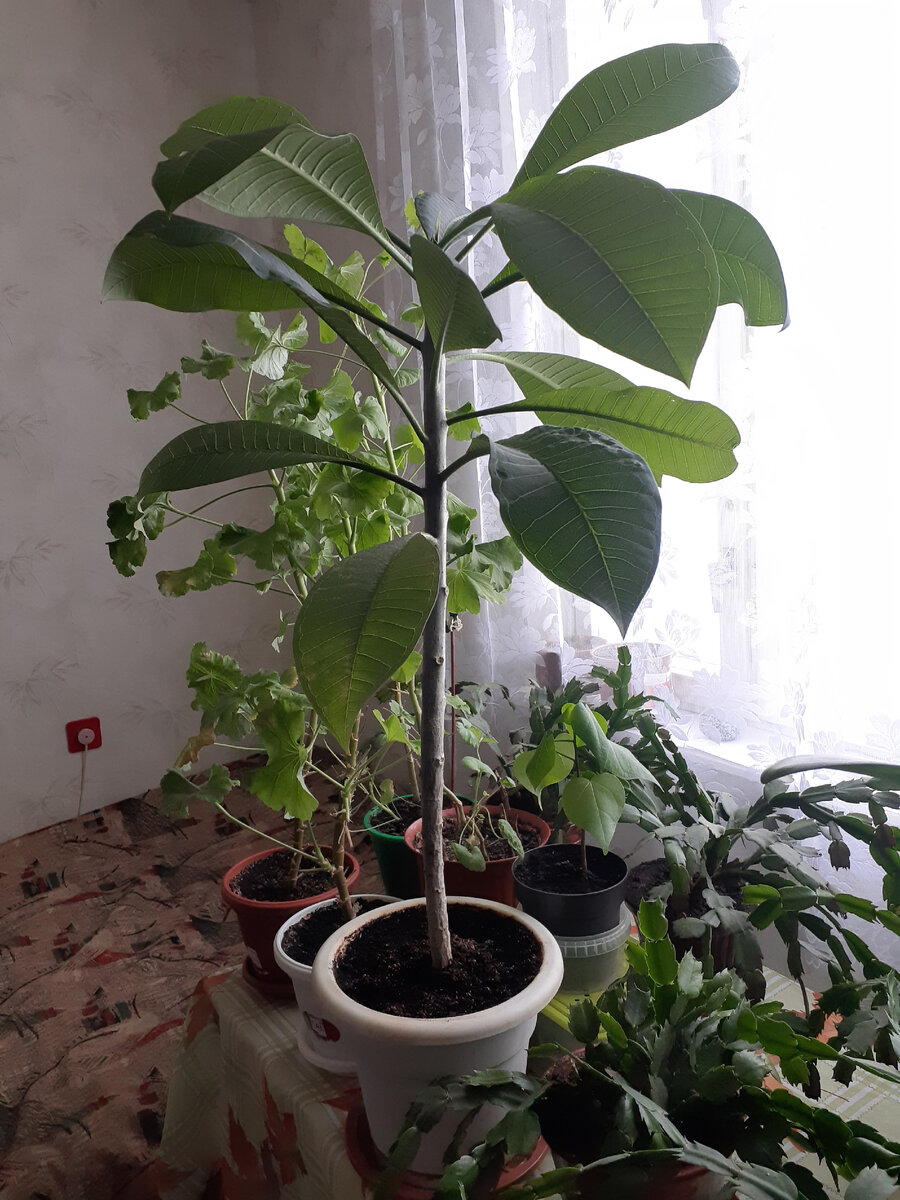 Когда деревья были маленькими | Живой мир вокруг меня | Дзен