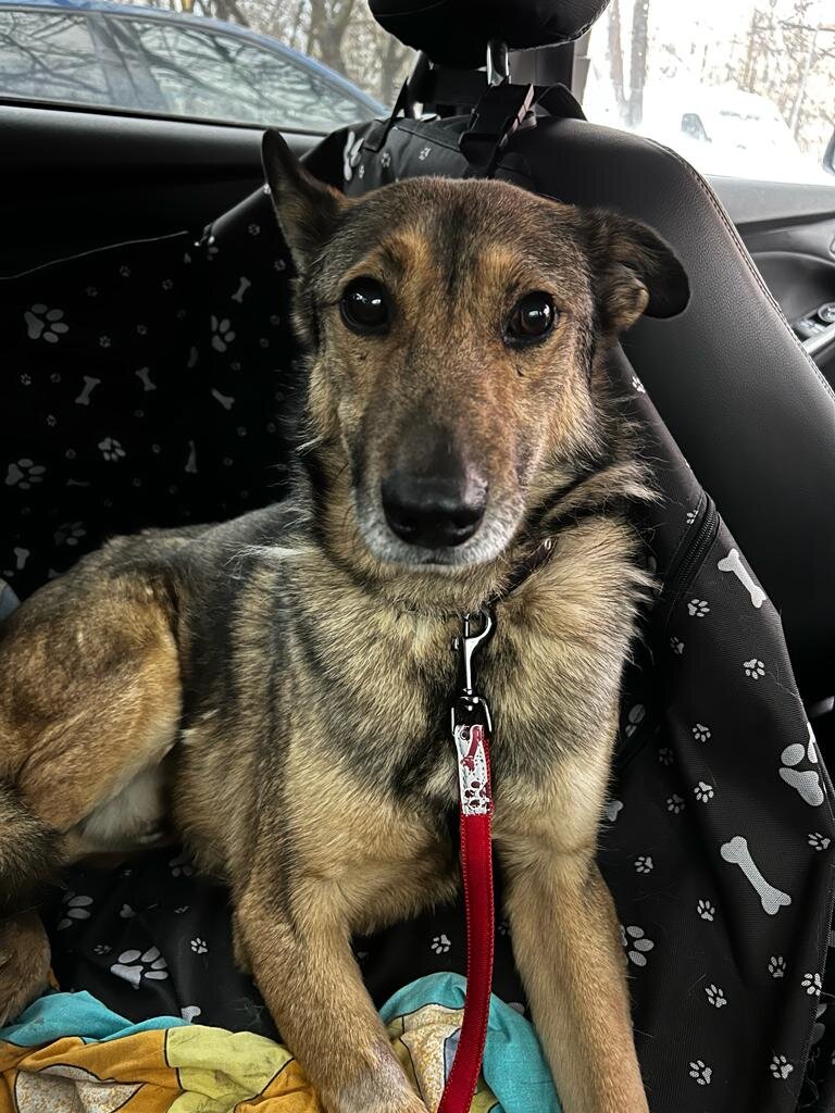 Уезжая из приюта на операцию Серж бежал к машине так быстро, как будто чувствовал, что ему помогают и скоро все страдания закончатся