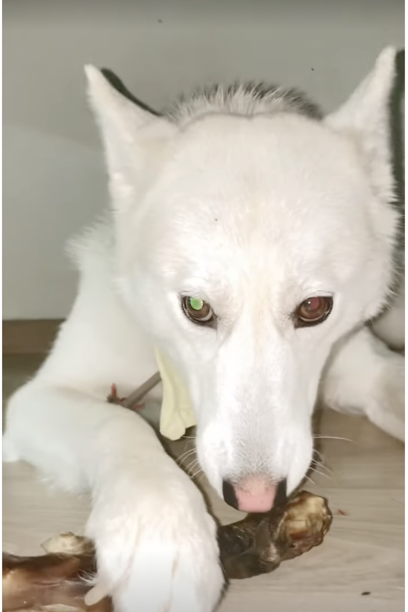 Волчья душа. 