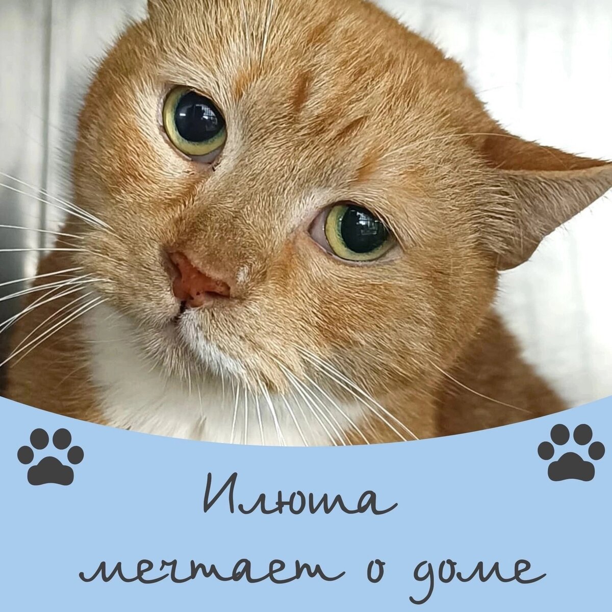 Кот Илюша мечтает о доме 🐈🏠 | Приют 