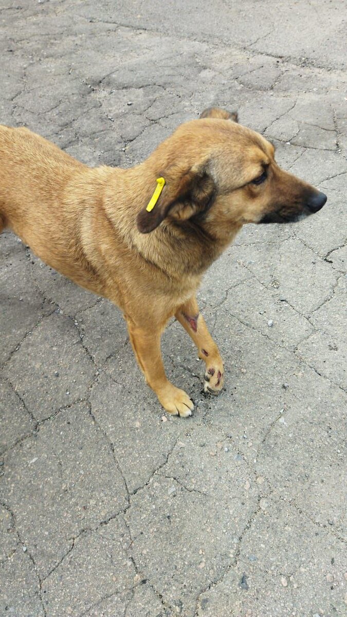 Фото Дариши