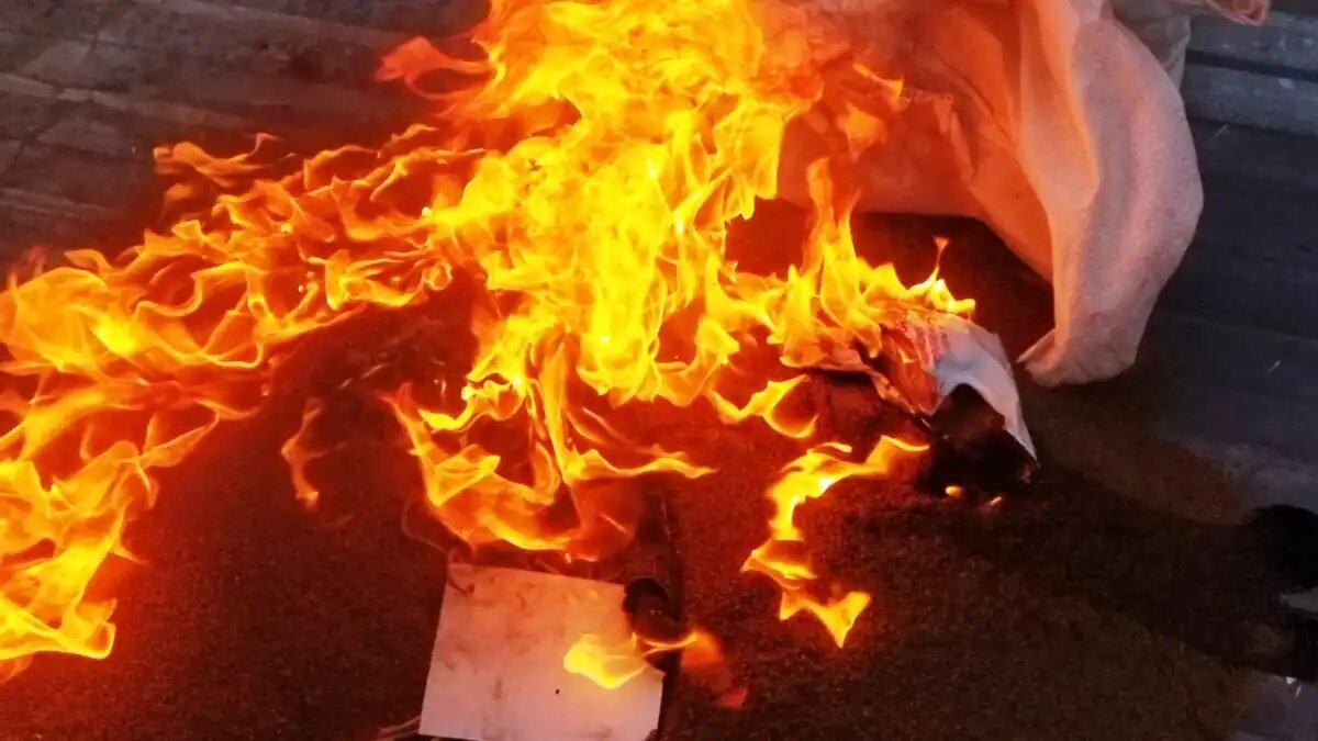 Фото:пресс-служба Россельхознадзора по Свердловской области Уничтожение засоренных семян моркови