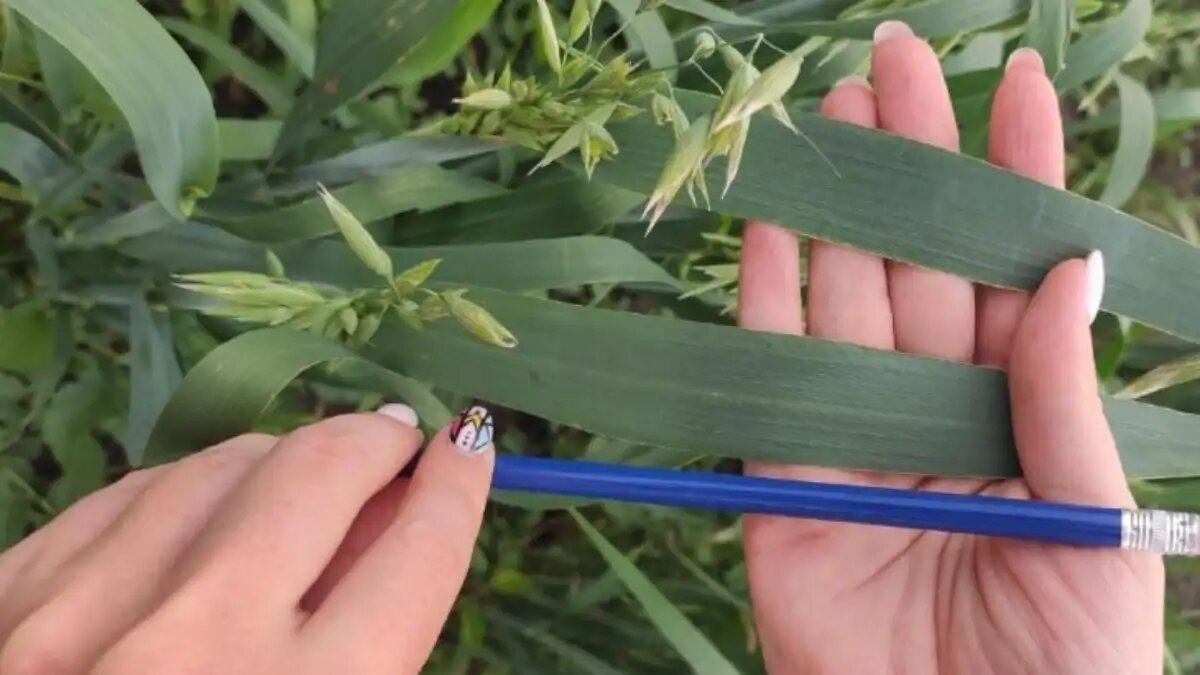 Фото:Лаборатория ГИР ТюмНЦ СО РАН Тюменские ученые создают базу данных выведенных сортов овса