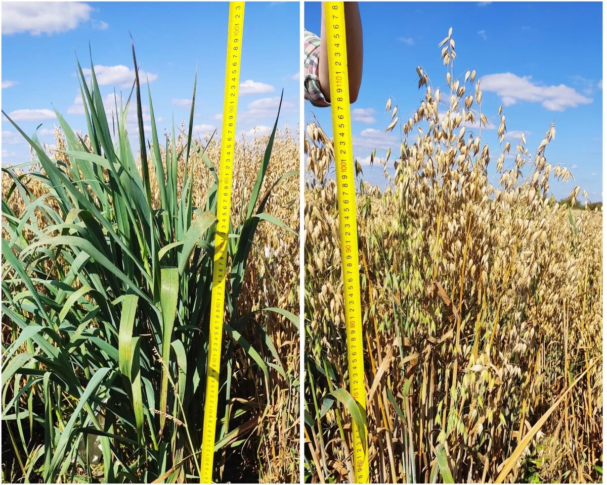 В Тюмени вывели овес с признаками гигантизма (источник: Лаборатория ГИР ТюмНЦ СО РАН)