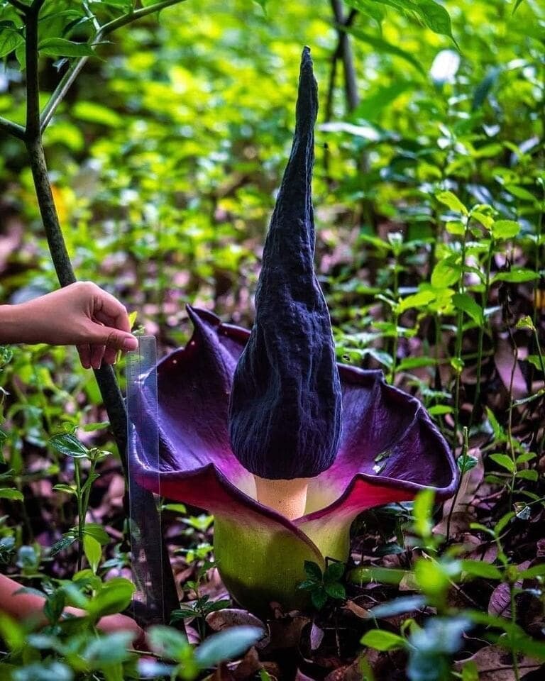 What’s on Your Botanical Bucket List? Smithsonian