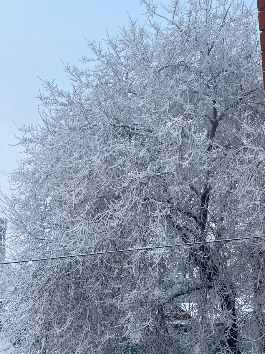 Стеклянные ветви