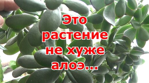 Денежное дерево (толстянка, крассула) использование для корневой и внекорневой подкормки растений. Размножение