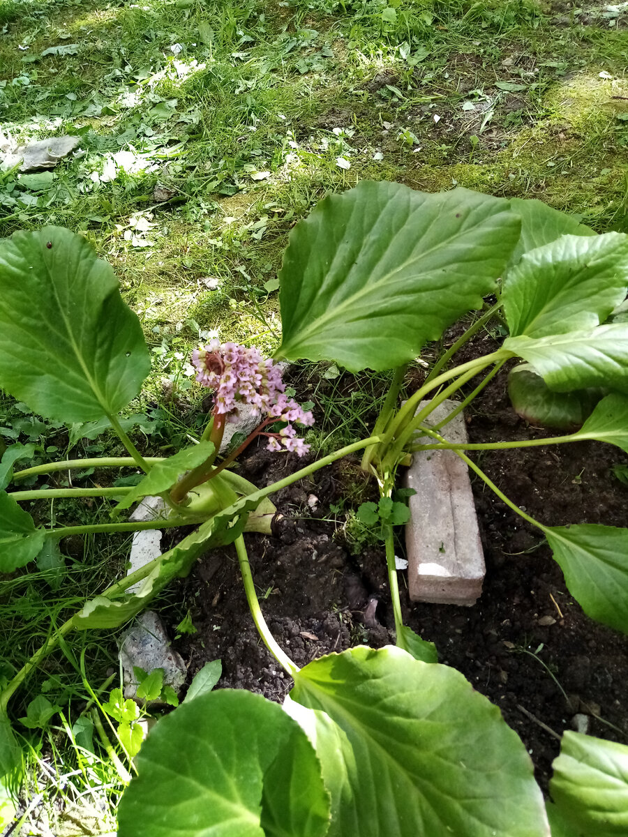 Бадан в конце мая, один корень зацвел. Потом в этих корнях образовалось несколько муравейников, за два сезона удалось их вывести разными способами. 