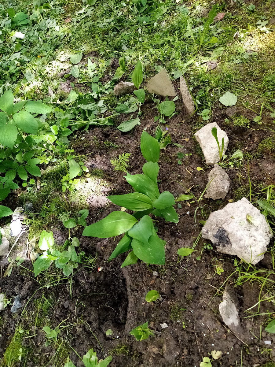 Ландыши прижились, но не цвели в это лето.