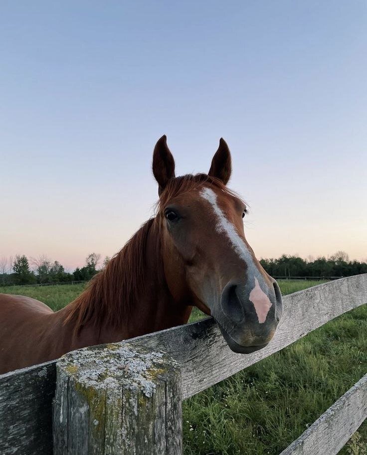 лошадки живые превратились в кошек. дружба кошки и лошади. обоняние лошади. вестерн конный спорт. лошади хорошо знали.