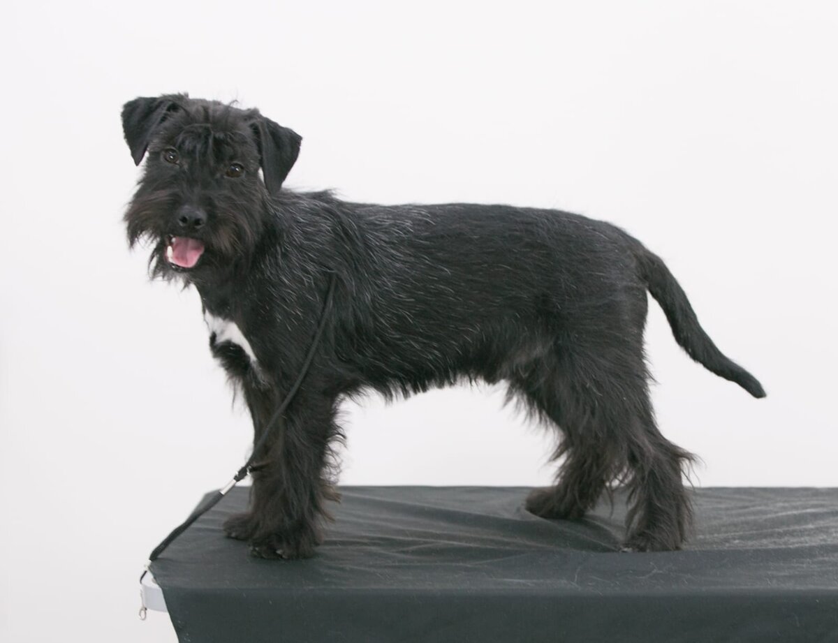 Цвергшнауцер щенки 3 месяца. Цвергшнауцер щенки 3 месяца. Цвергшнауцер щенки 3 месяца. Щенки цвергшнауцера 3 месяца. Цвергшнауцер 3 месяца.