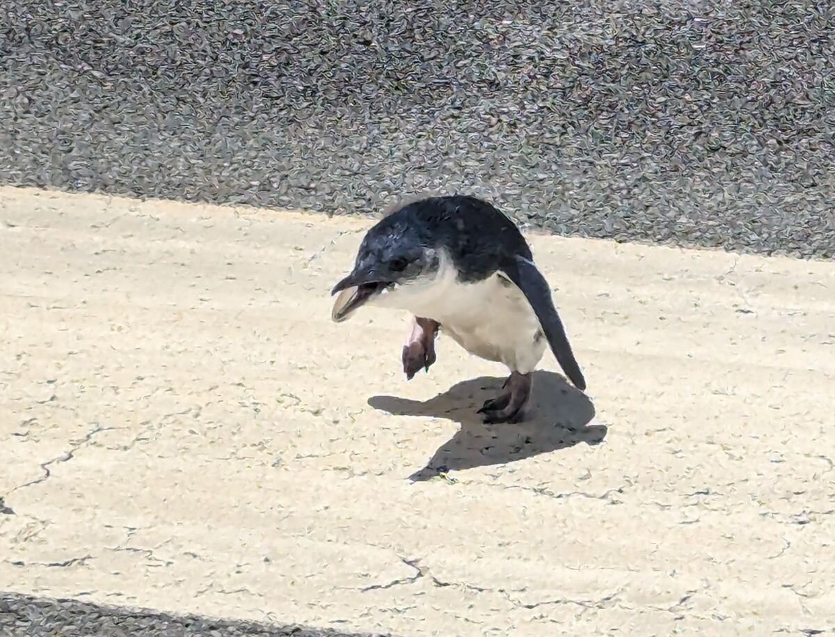 Фото: Wellington International Airport/X