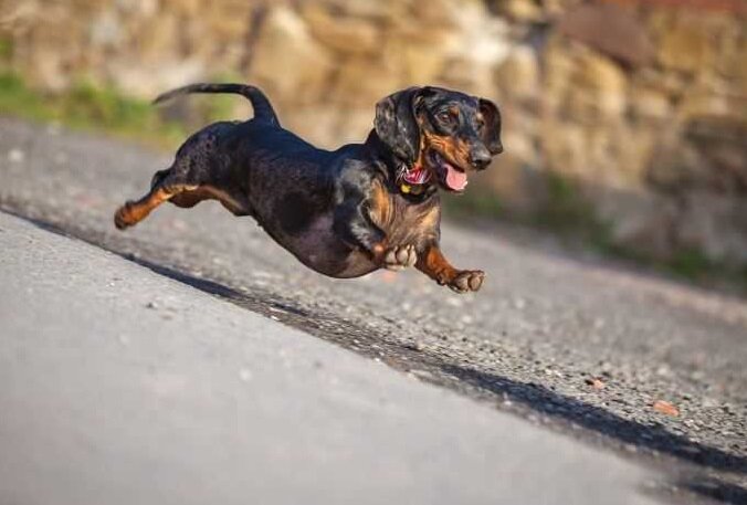 Бегущая такса. Фото из сети