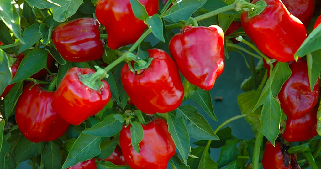 Мои секреты урожая сладкого болгарского перца, научилась выращивать перец, за перцами не видно листьев