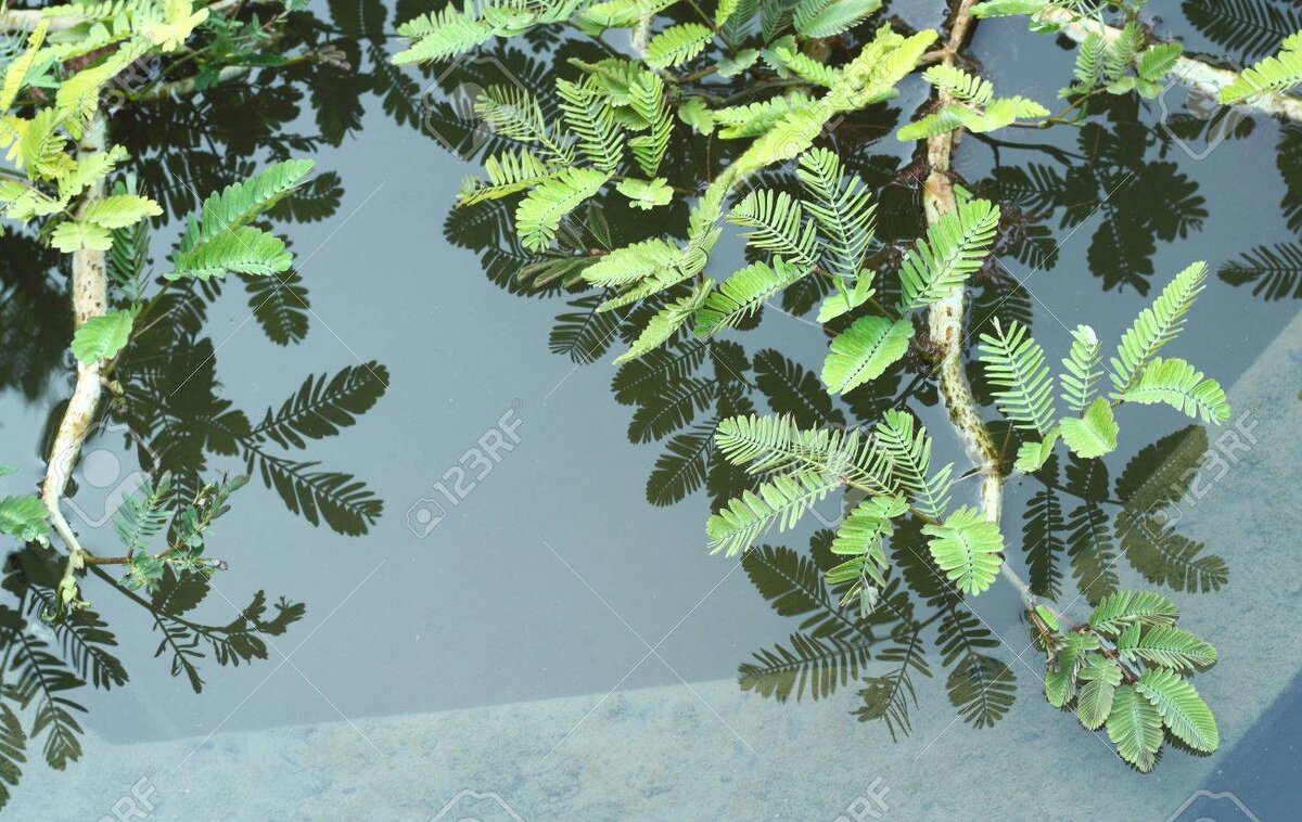 Изображение взято:https://www.123rf.com/photo_57114764_water-mimosa-water-sensitive-plant.html