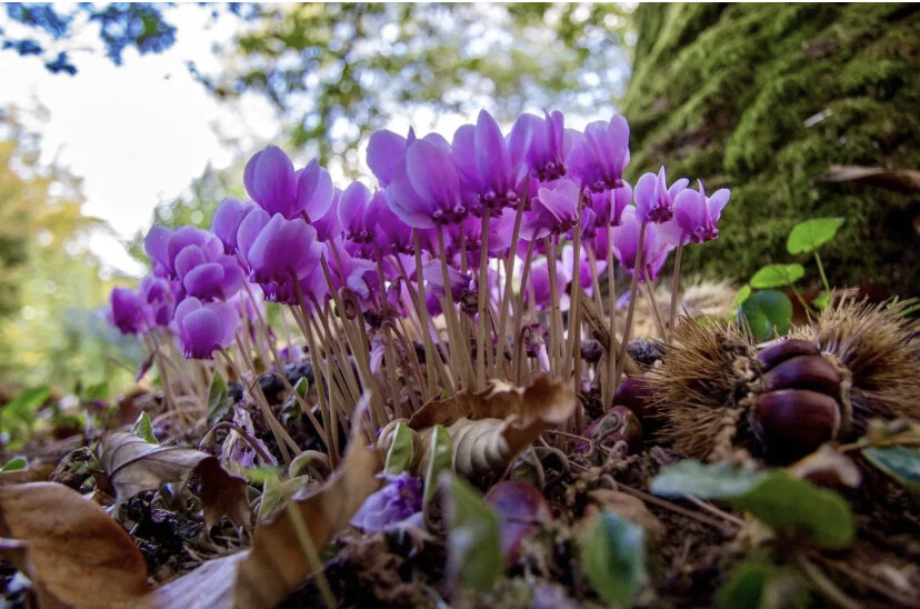 Спокойствие в доме. Гармония твоего дома. Домик на природе. Гармония твоего дома. Логотип гармония дома.