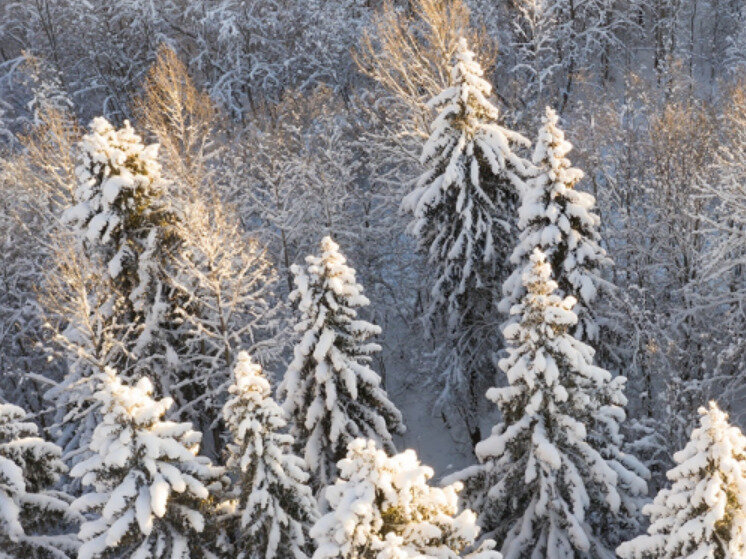 Погода в чите. Какая температура в ташкенте. Погода в ташкенте сегодня. Погода в ташкенте. Прогноз погоды ташкент январь 2024.