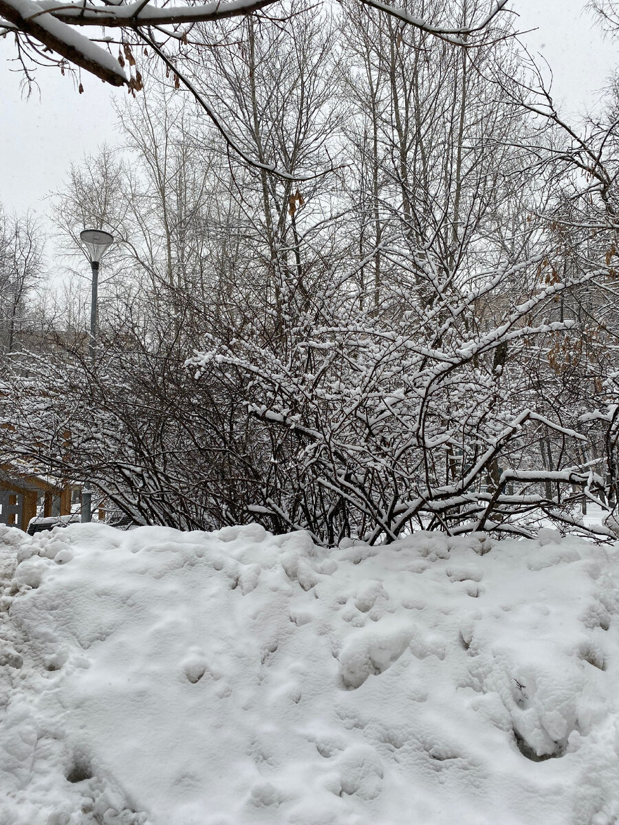 Москву замело снегом. Фото автора 