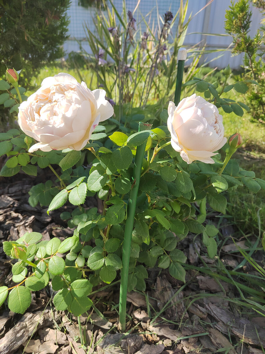 Донская степь ковыль. Ах растут. Ковыль полевой. Не растут на елке стих. Девушка с букетом полевых цветов.