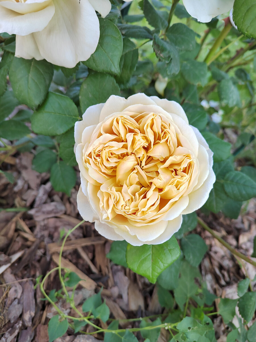 Английская роза Charles Darwin