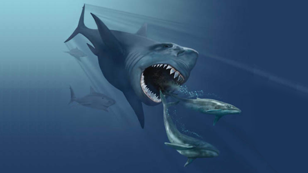 Мегалодона не зря часто рисуют анфас.