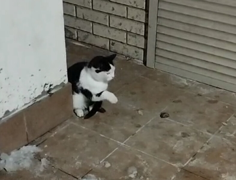 Тимоша у подъезда 