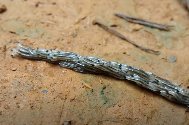 Сказка про маленьких червячков. Жил был червяк. К какому классу червей относится дождевой червь. Жил был червяк. Жил был червяк.