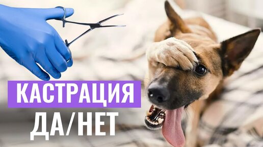 ✂️КАСТРИРОВАТЬ ИЛИ НЕТ? Кастрация и изменения в поведении собаки: есть ли связь?