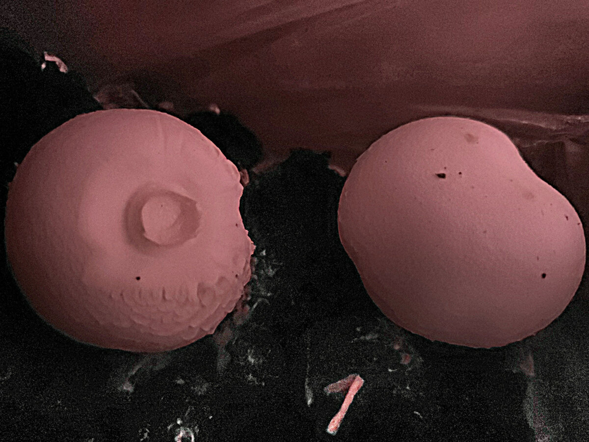 Фото автора. Мой грибной урожай.