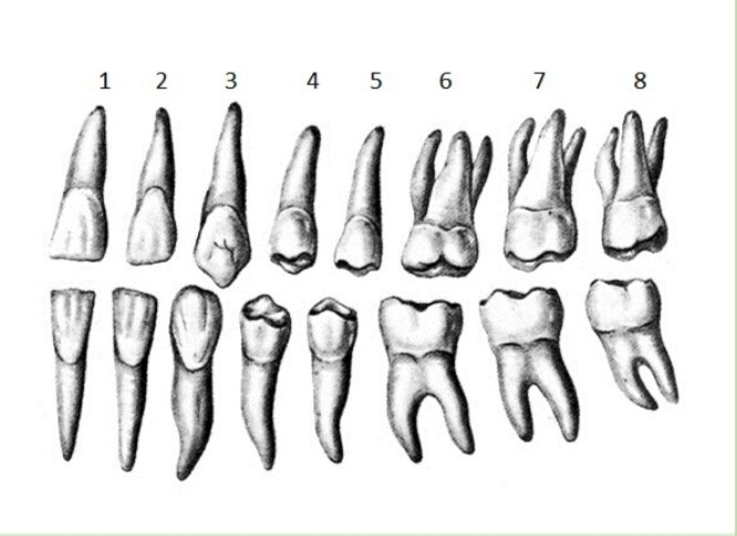 анатомия 16 зуба