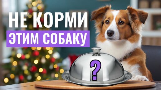 🚫ЭТИ ПРОДУКТЫ ОПАСНЫ для собак! Какая 