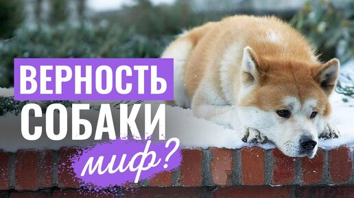 На самом ли деле собаки так ПРЕДАННЫ? 5 историй верности, которые ЗАСТАВЯТ ЗАДУМАТЬСЯ!