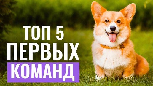 ТОП-5 первых команд для необученной собаки! С чего начать обучение питомца?